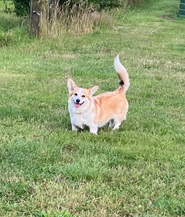 Les Welsh Corgi Pembroke de l'affixe Du Domaine Brunemont