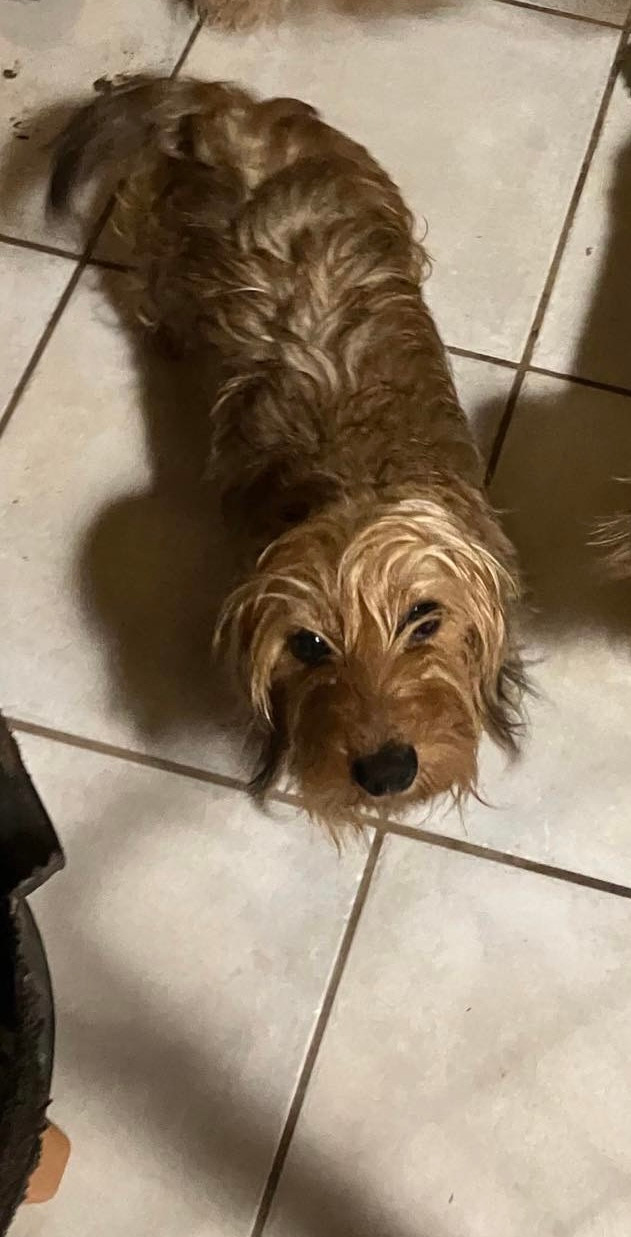 T BERENICE Du Domaine Brunemont