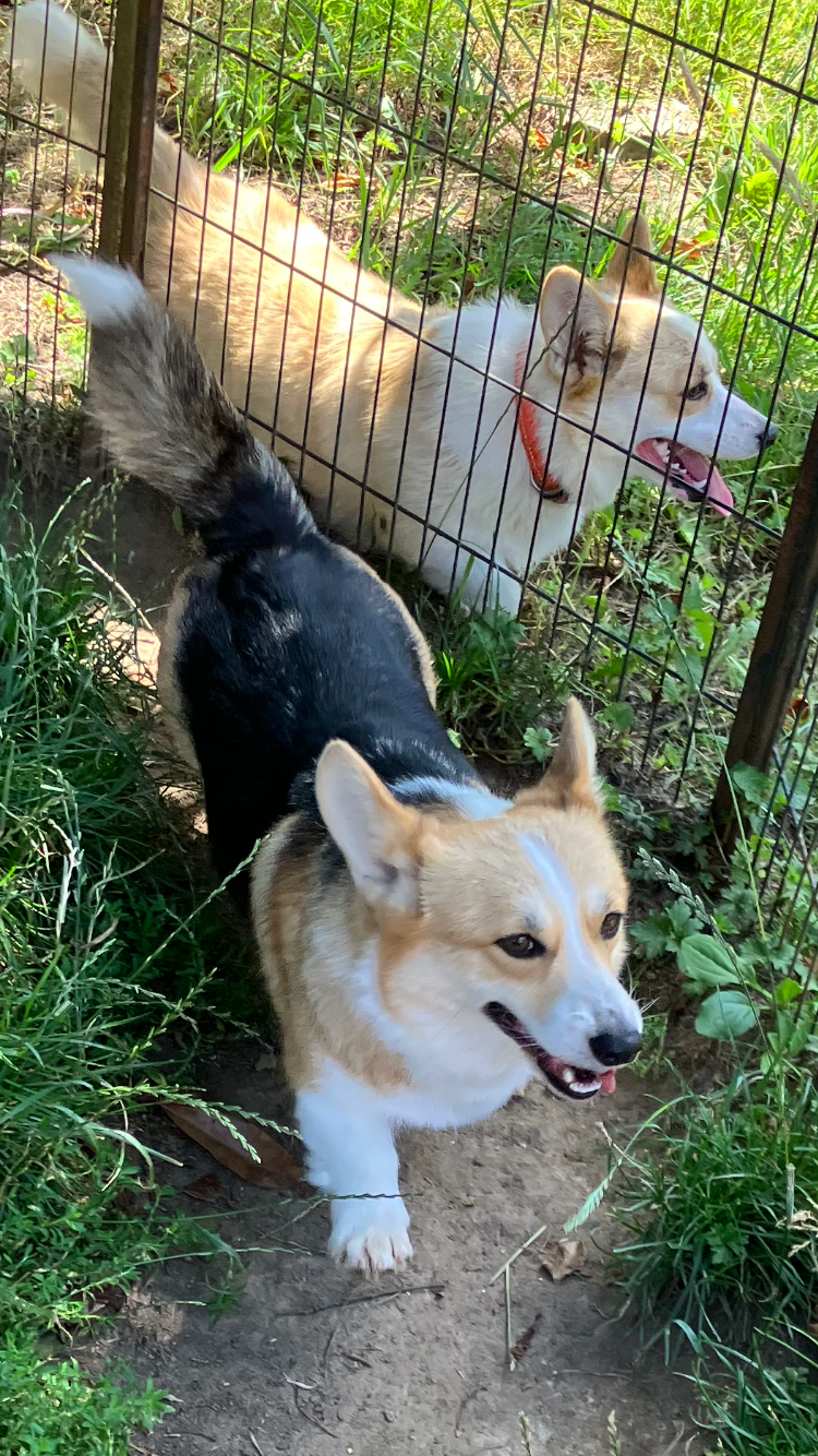 Titre Initial be frist orchideya