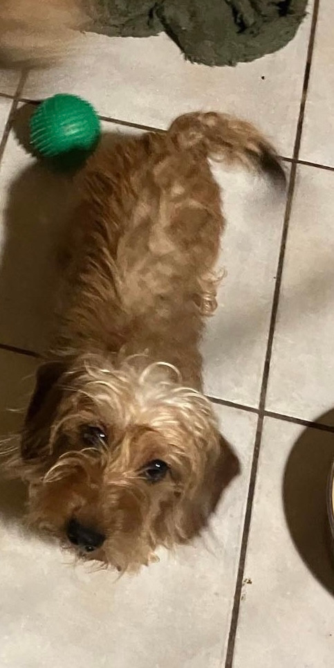 T SERAPHINE Du Domaine Brunemont