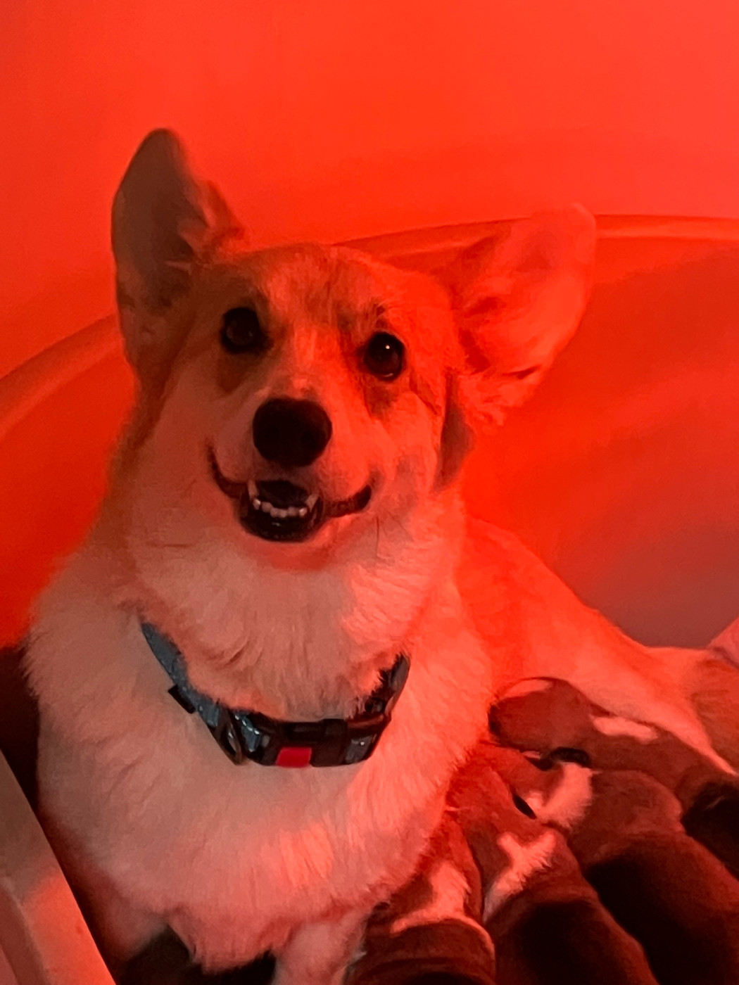 T margaret Du Domaine Brunemont