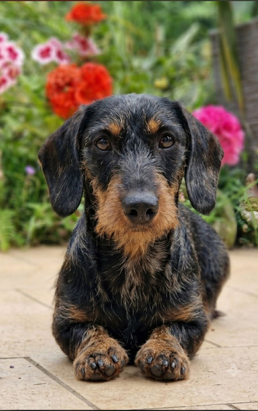THORIN -ECU CHENE domaine de veysiere