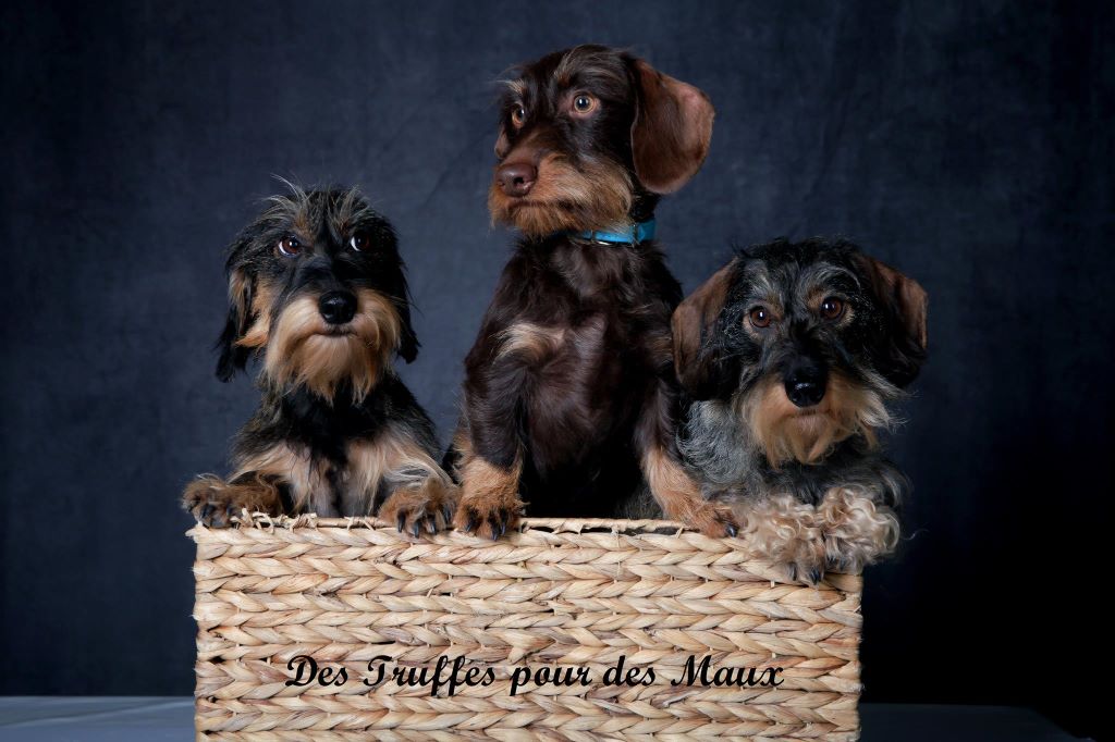  association "Des truffes pour des Maux, médiation par l'animal" 