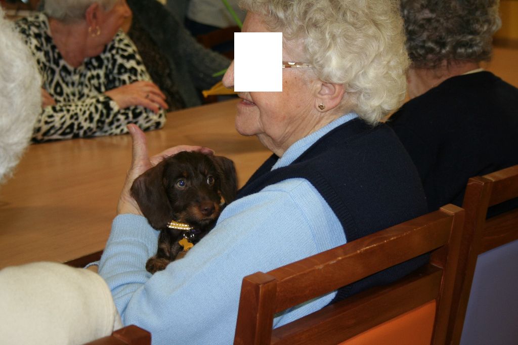 Du Domaine Brunemont - Oslo commence comme chien d'accompagnement pour les personnes âgés
