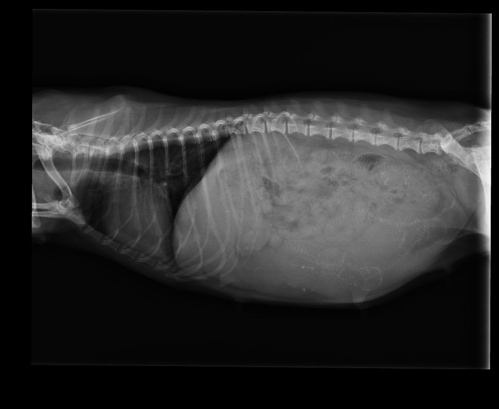 Du Domaine Brunemont - radiographie