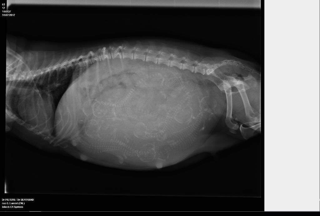 Du Domaine Brunemont - radiographie de Heden et Igging