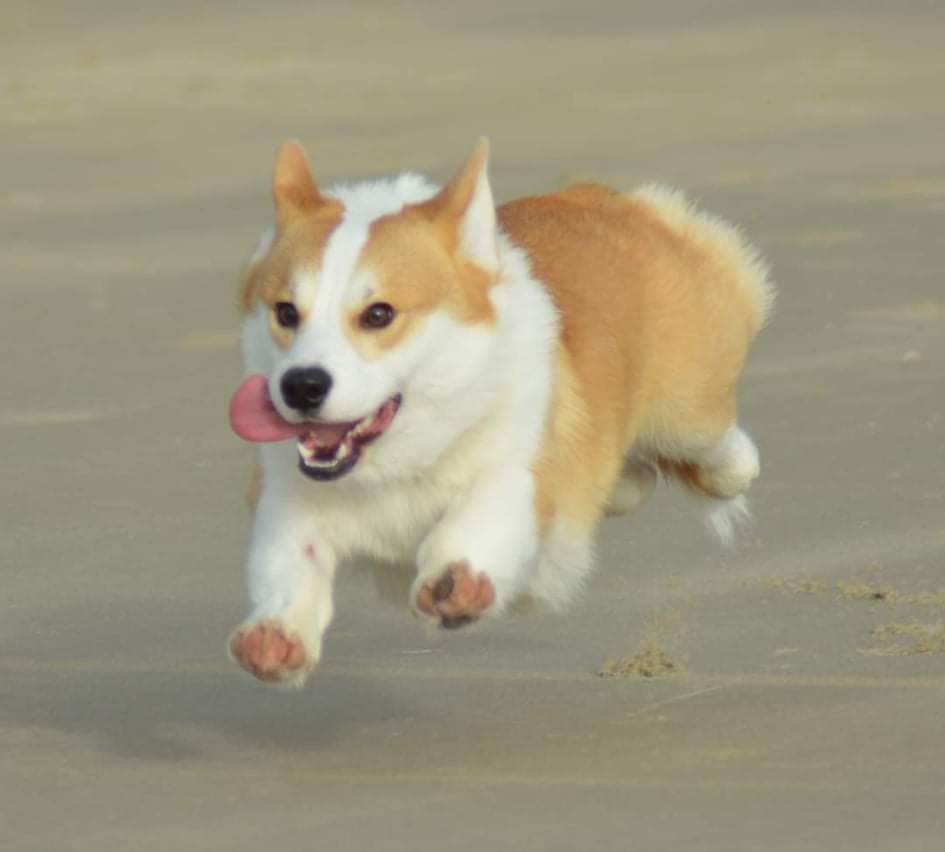 les corgis brunemont