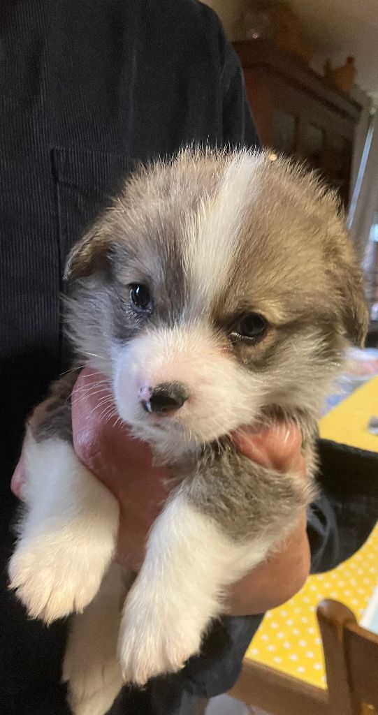Du Domaine Brunemont - Chiots disponibles - Welsh Corgi Pembroke