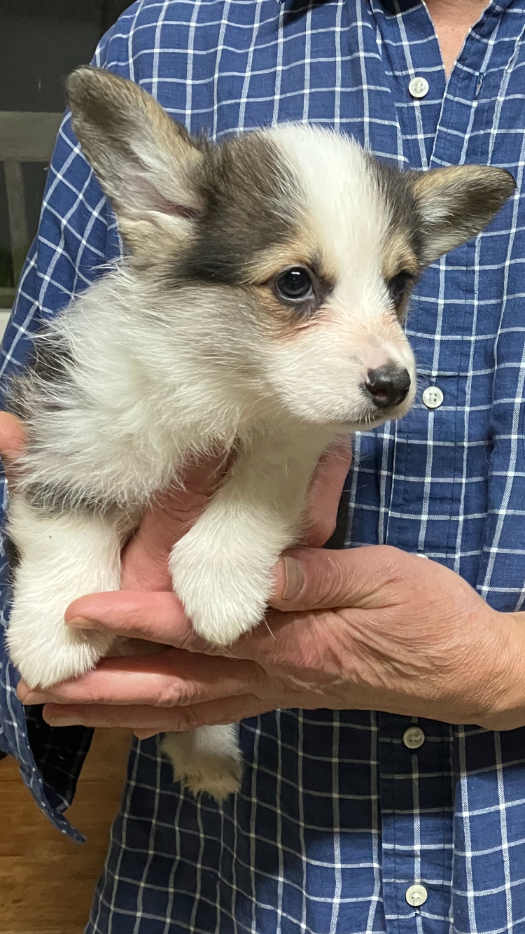 Du Domaine Brunemont - Chiots disponibles - Welsh Corgi Pembroke