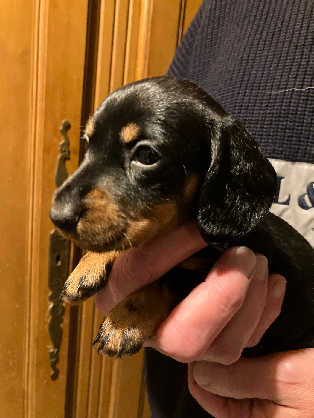 Du Domaine Brunemont - Teckel poil dur - Portée née le 15/10/2025