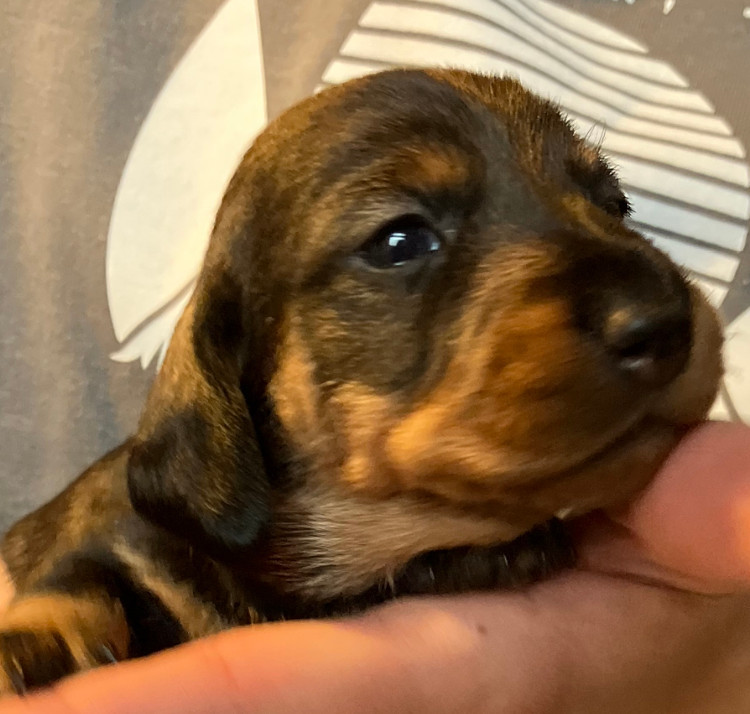 Du Domaine Brunemont - Teckel poil dur - Portée née le 28/10/2025