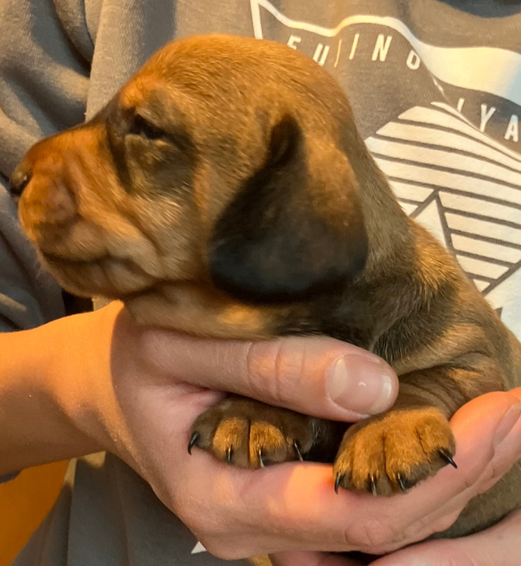 Du Domaine Brunemont - Chiots disponibles - Teckel poil dur