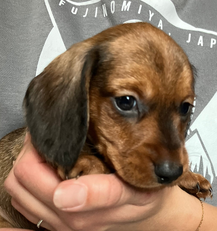 Du Domaine Brunemont - Chiots disponibles - Teckel poil dur