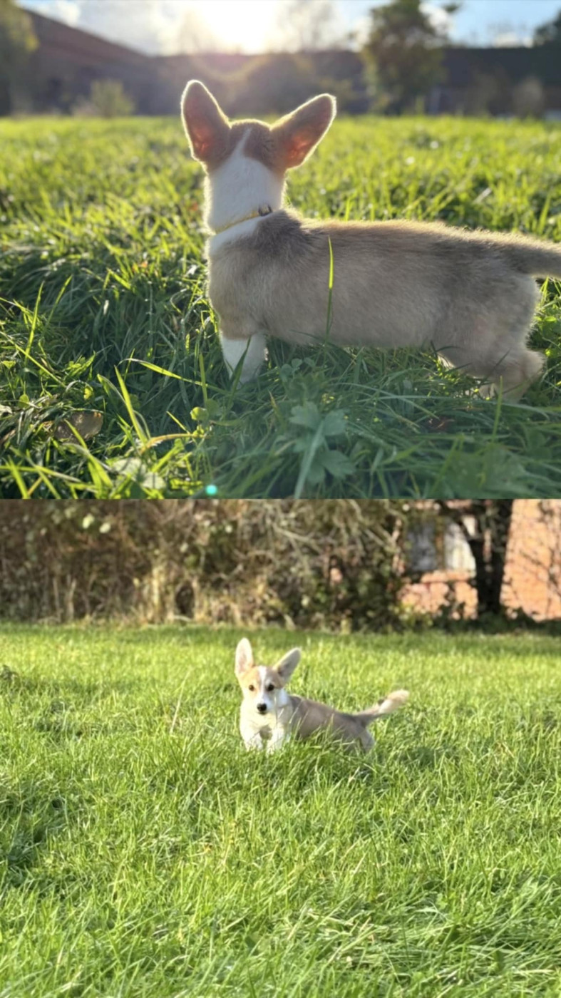 Du Domaine Brunemont - Chiots disponibles - Welsh Corgi Pembroke