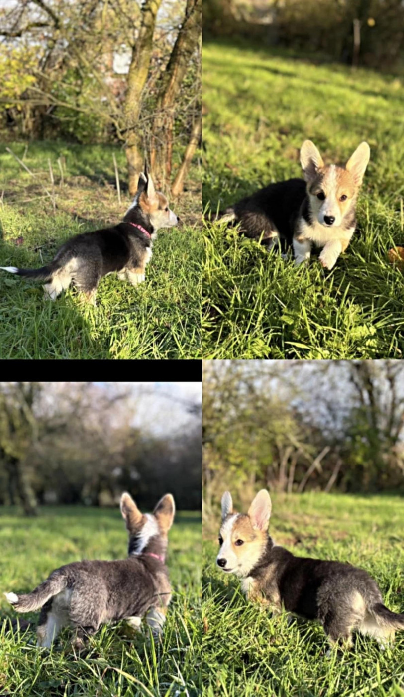 Du Domaine Brunemont - Chiots disponibles - Welsh Corgi Pembroke