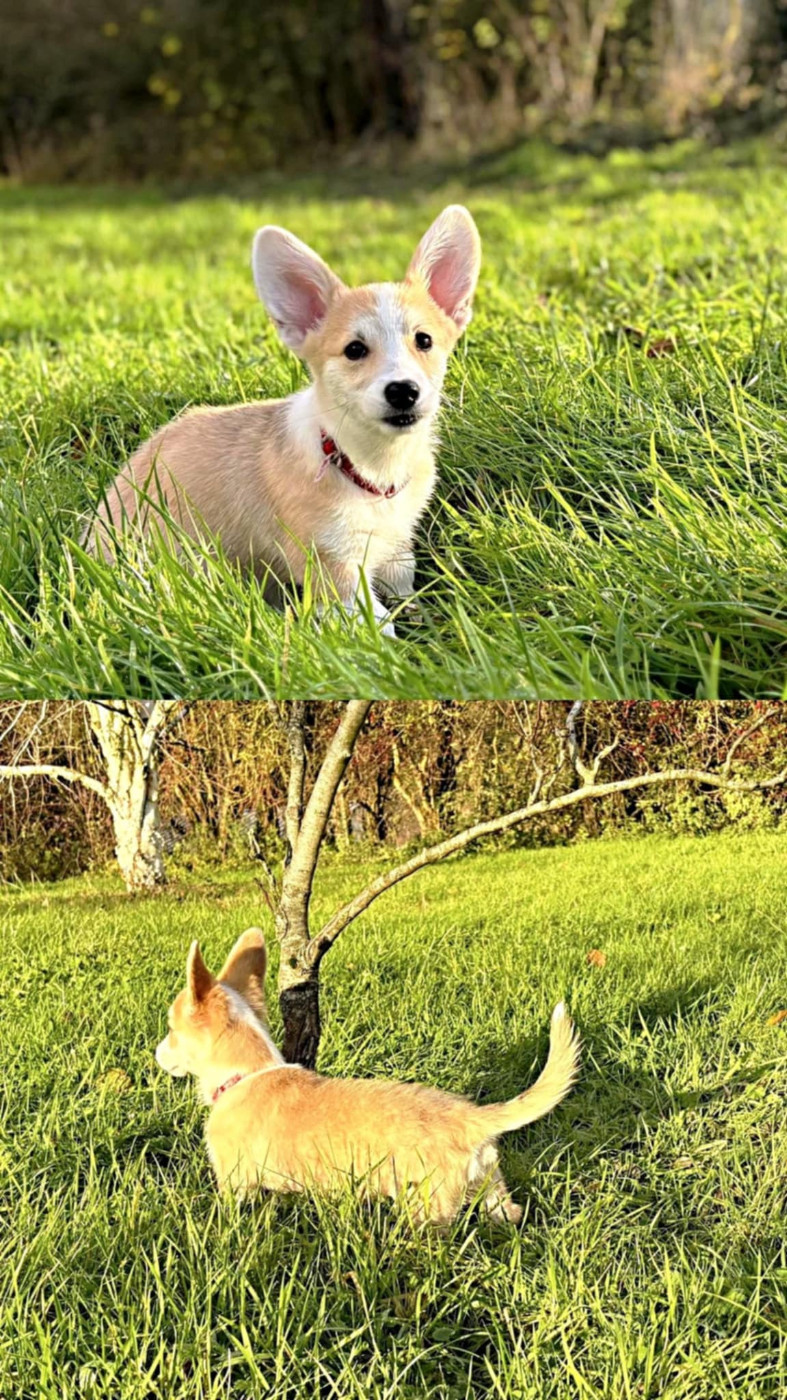 Du Domaine Brunemont - Chiots disponibles - Welsh Corgi Pembroke