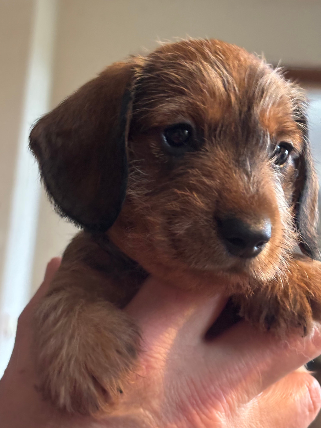 Du Domaine Brunemont - Teckel poil dur - Portée née le 16/01/2026