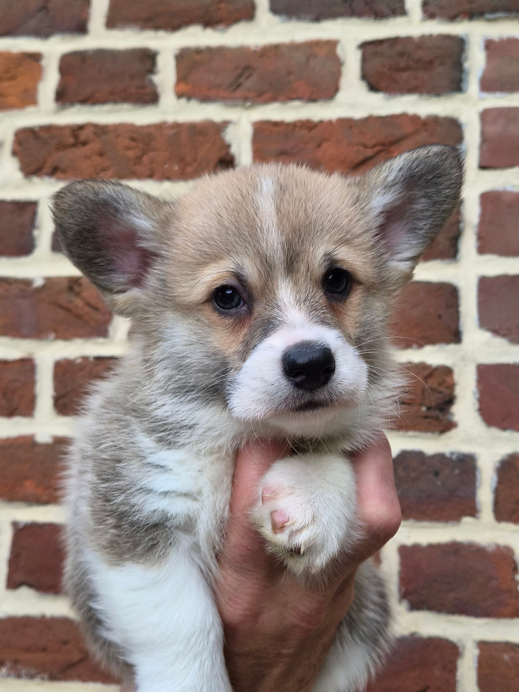 Du Domaine Brunemont - Chiots disponibles - Welsh Corgi Pembroke