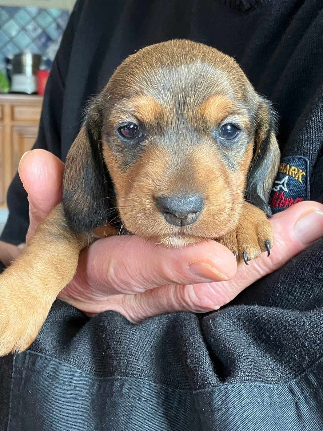 Du Domaine Brunemont - Chiots disponibles - Teckel poil dur