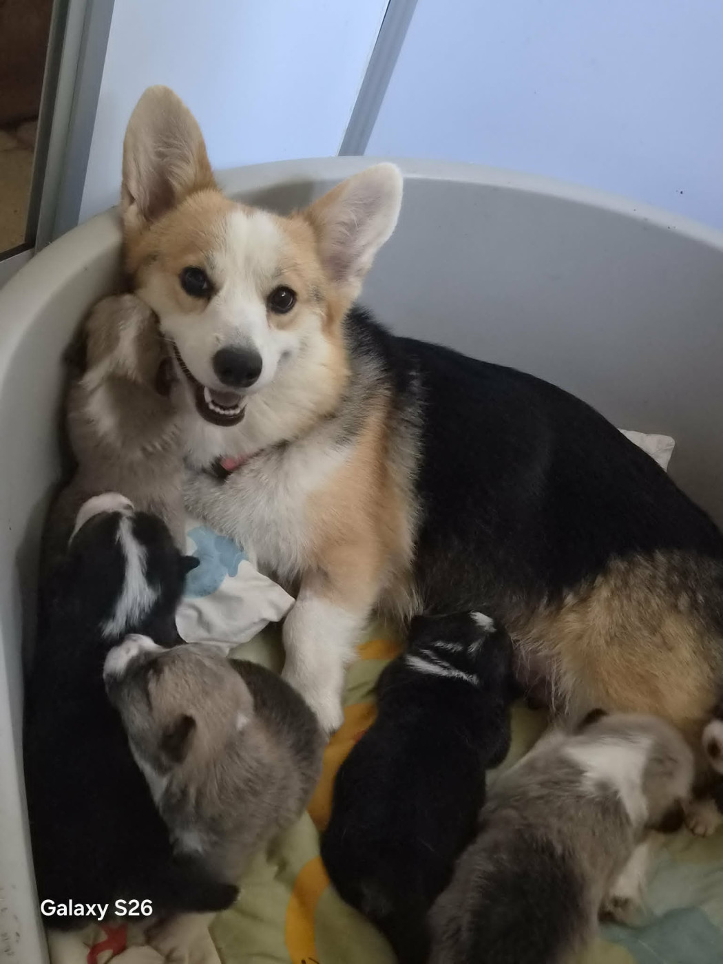 Chiot Welsh Corgi Pembroke Du Domaine Brunemont