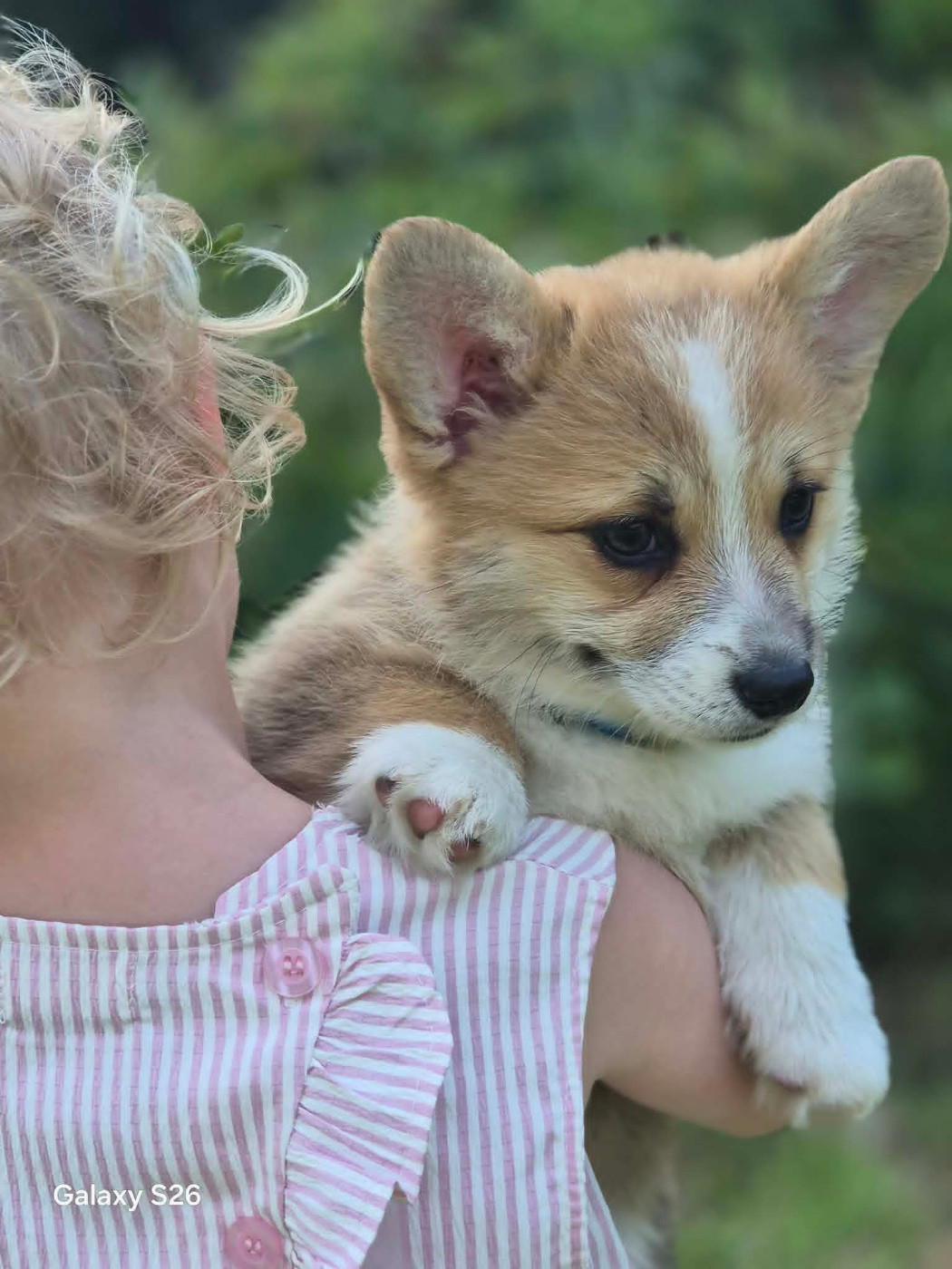 Du Domaine Brunemont - Chiots disponibles - Welsh Corgi Pembroke