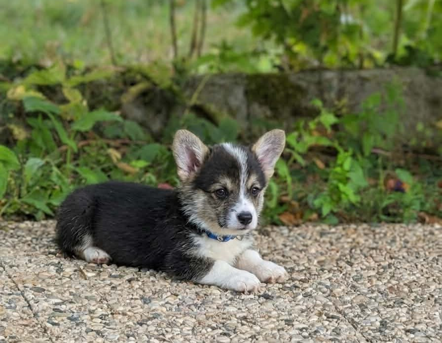 Du Domaine Brunemont - Chiots disponibles - Welsh Corgi Pembroke