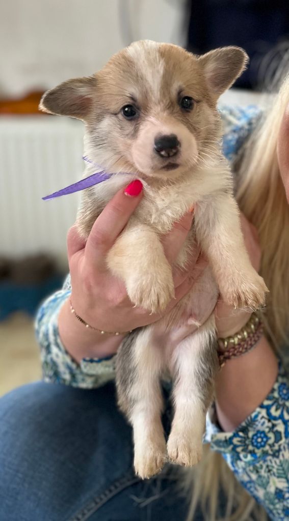 Du Domaine Brunemont - Chiots disponibles - Welsh Corgi Pembroke