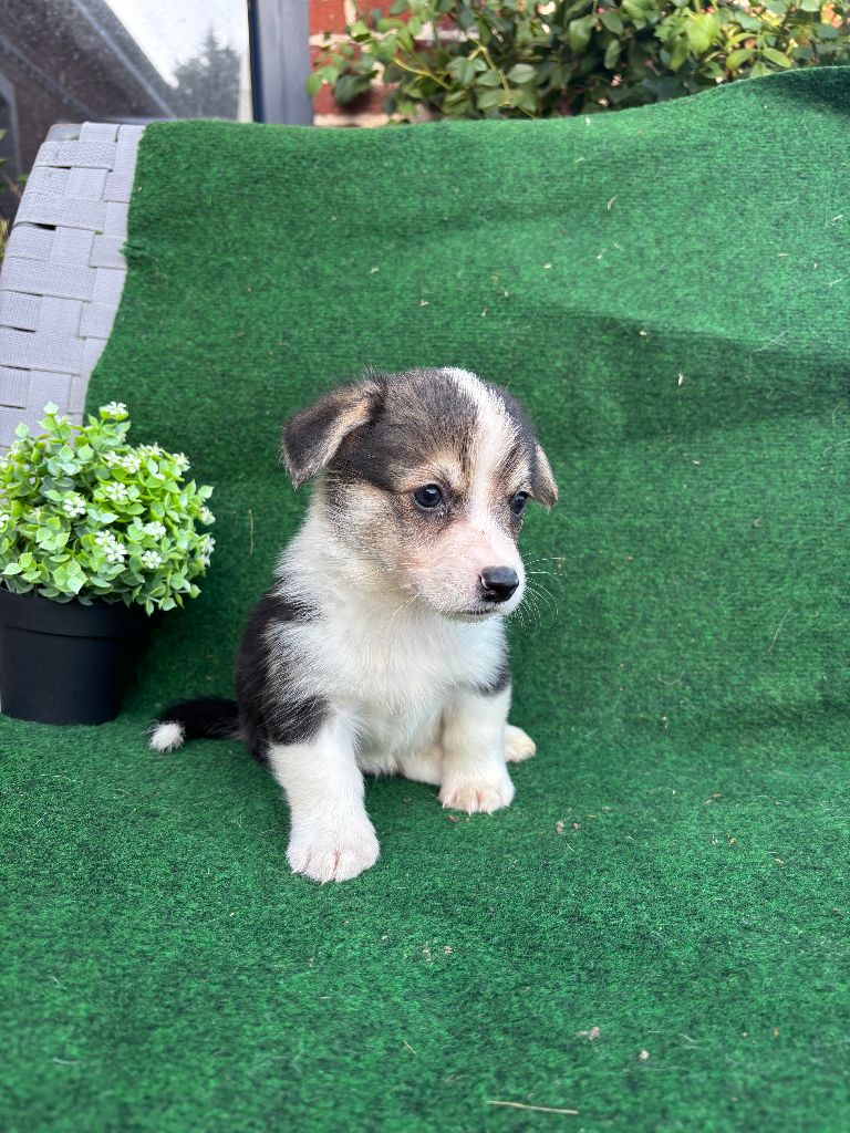 Du Domaine Brunemont - Chiots disponibles - Welsh Corgi Pembroke