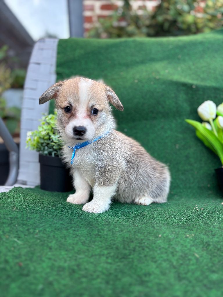 Du Domaine Brunemont - Chiots disponibles - Welsh Corgi Pembroke