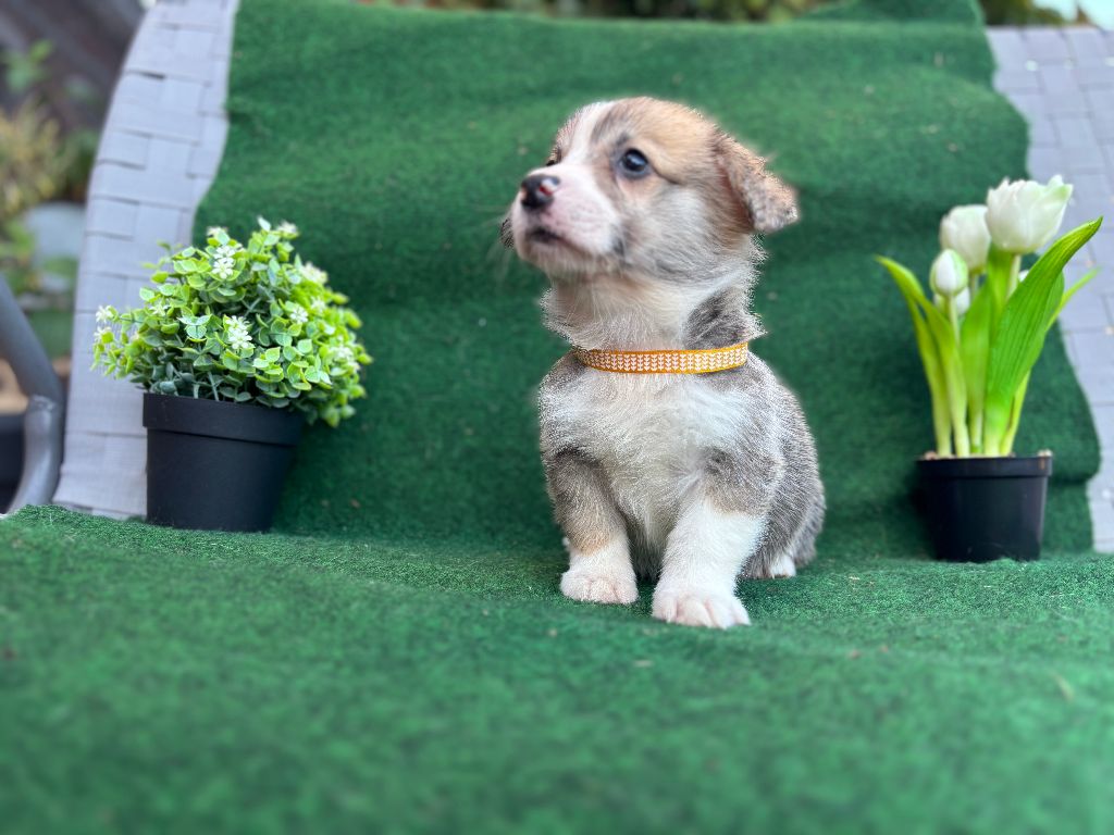 Du Domaine Brunemont - Chiots disponibles - Welsh Corgi Pembroke