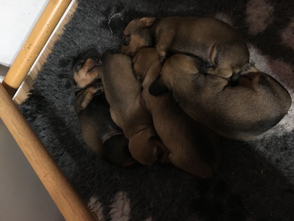 Chiot Teckel poil dur Du Domaine Brunemont