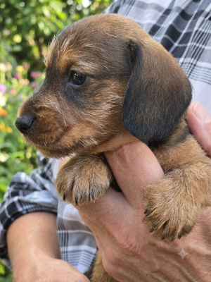 CHIOT 3