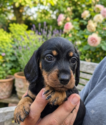 CHIOT 2