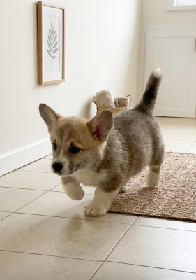 Chiot N°7