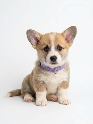 Chiot N°6