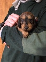 CHIOT