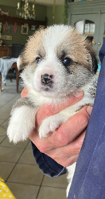 CHIOT