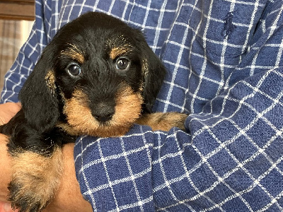 CHIOT