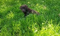 CHIOT