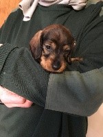 CHIOT
