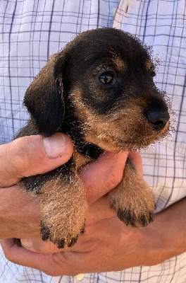 CHIOT