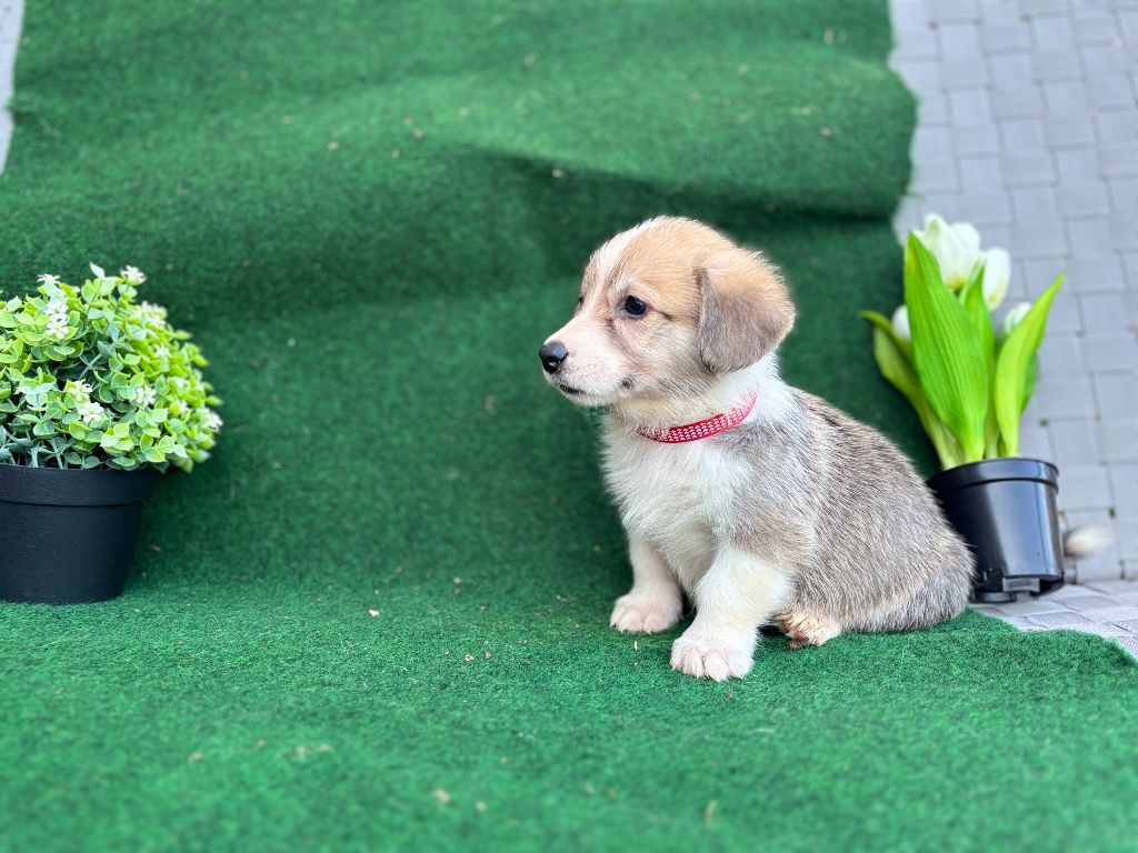 Du Domaine Brunemont - Chiots disponibles - Welsh Corgi Pembroke