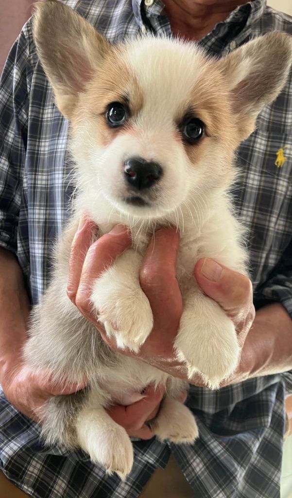 Du Domaine Brunemont - Chiots disponibles - Welsh Corgi Pembroke