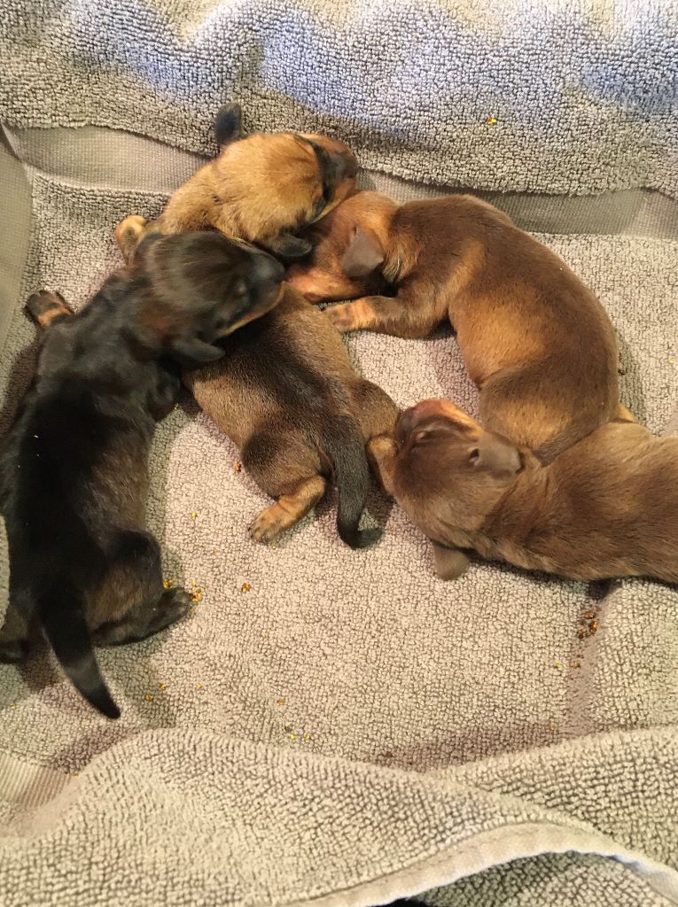 Chiot Teckel poil dur Du Domaine Brunemont