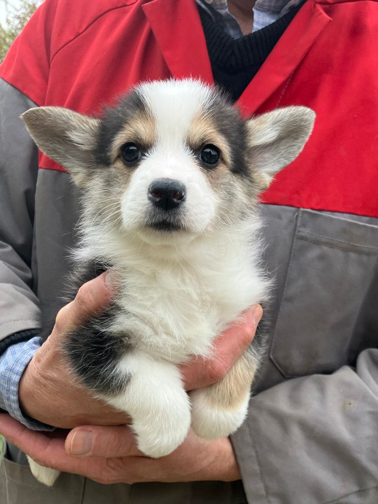 Du Domaine Brunemont - Chiots disponibles - Welsh Corgi Pembroke